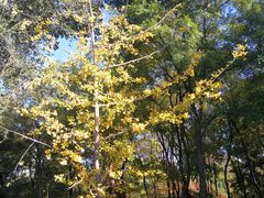 -长白岛森林公园