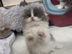 -糯米喵星人总部直营旗舰店·猫舍·幼猫出售