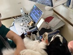 -宠颐生宠物医院·异宠猫科内科·诊疗中心宠巢店