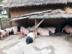 -太阳部落