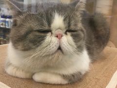 -瑞鹏宠物医院·骨科·猫科·内科(第一中心)