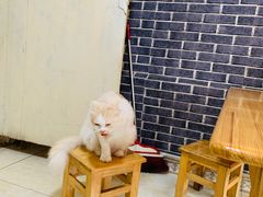 -啊马英豌豆粉