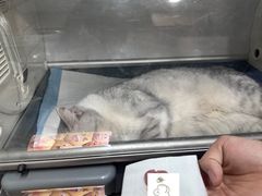 -半岛宠物医院24小时(西派城店)