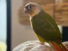 -吉丁鸟咖·异宠·寄养