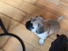 -喜柴咖啡·柴犬狗咖