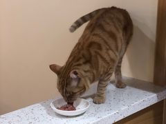 -滚猫咖啡·猫咖·猫友好撸猫(未来城店)