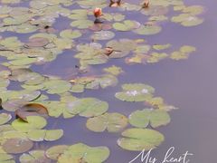 -五缘湾湿地公园