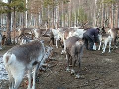 -北极村旅游风景区
