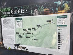 -天目山大树王景区