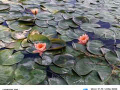 -洛阳市隋唐城遗址植物园