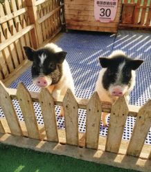 -萌宠亲子动物乐园(槐房万达店)