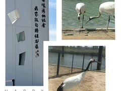 -盐城丹顶鹤湿地生态旅游区