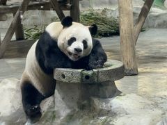 -栾川竹海野生动物园