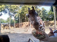 -清迈夜间动物园