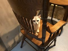 -猫色咖啡·猫咖