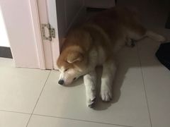 -多乐狗狗宠物训练工作室