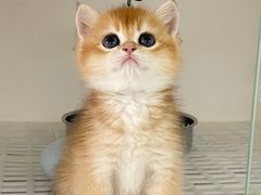 -lincat·猫舍(广州店)