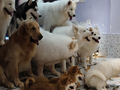 -毛绒耶耶撸宠馆·猫咖·狗咖·荷兰猪咖