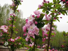 -海棠花溪(元大都城垣遗址公园)
