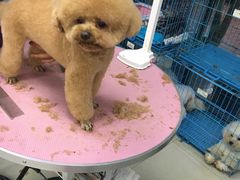 -贝妮宠物医院