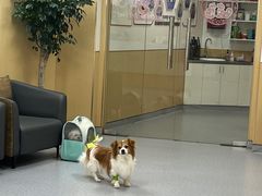 -康成宠物医院24H·CT·核磁共振