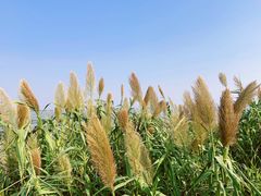 -贡湖湾湿地公园
