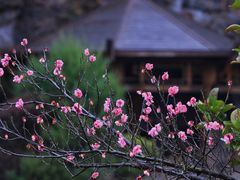 -上海吴淞炮台湾国家湿地公园