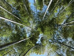 -上海佘山国家森林公园天马山园