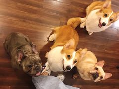 -柯斗斗主题餐厅·狗咖·围炉煮茶·茶饮(国瑞升平里店)