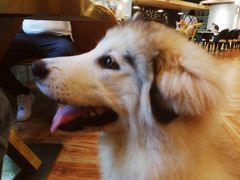 -遇见羊驼·奶狗咖·布偶猫咖·法斗柯基柴犬阿拉斯加(春熙路太古里IFS店)