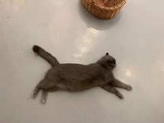 -猫友咖啡店(玉林西路店)