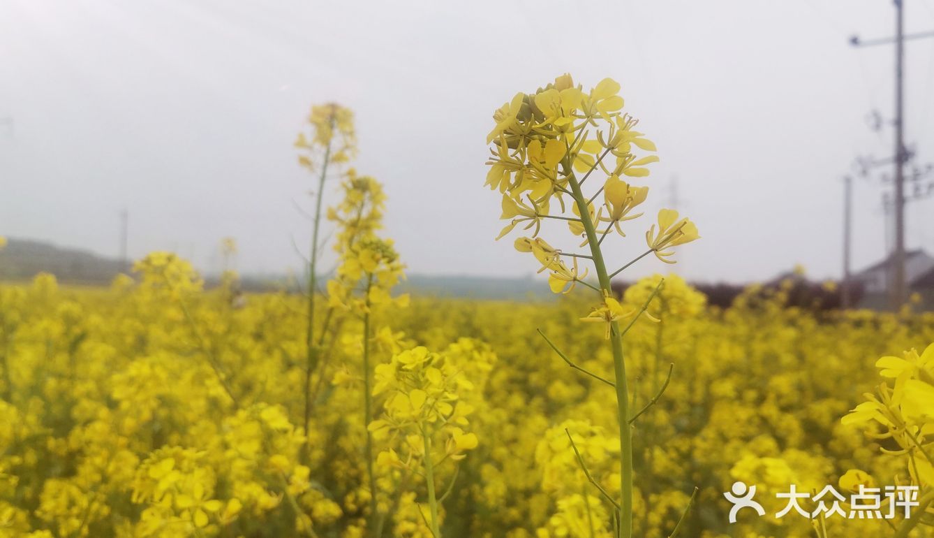 西安周边，看油菜花