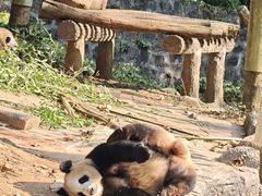 -都江堰中华大熊猫苑