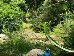 -云南勐巴娜西珍奇园
