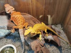 -酷以爬仙阁实体爬宠店·守宫·蜥蜴·专业繁育