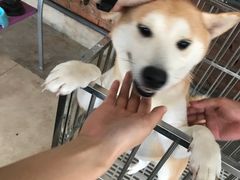 -柴犬高等学院·狗咖·柴犬售卖·宠物训练