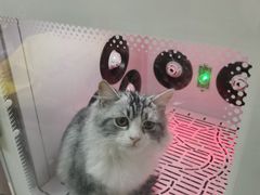 -飞行喵MR PILOT|猫舍·猫咖(静安大融城店)
