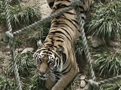 -西霞口神雕山野生动物世界