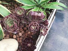 -北马山庄植趣咖啡