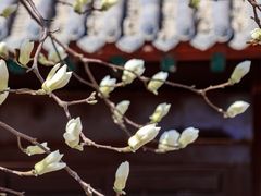 -护国法轮寺