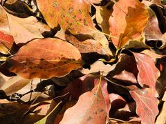 -铁山坪森林公园