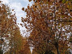 -大渡口区义渡公园