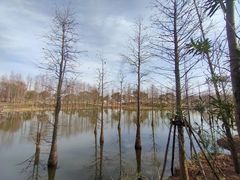 -上海长兴岛郊野公园