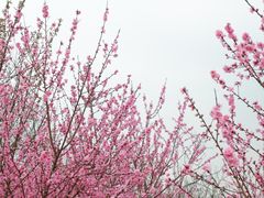 -秀丽东方