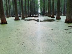 -渌洋湖湿地公园