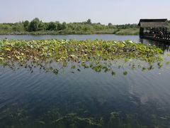 -溱湖国家湿地公园
