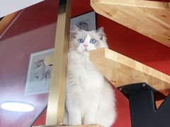 -momokira米努特·德文卷毛猫·棉花面纱犬