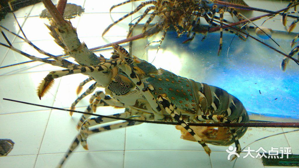 南海渔村活龙虾图片-北京海鲜-大众点评网