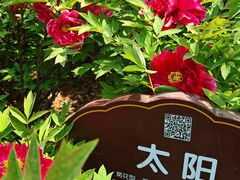 -洛阳市牡丹公园