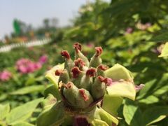 -曹州百花园